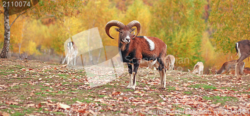 Image of mouflon ram in autumn setting