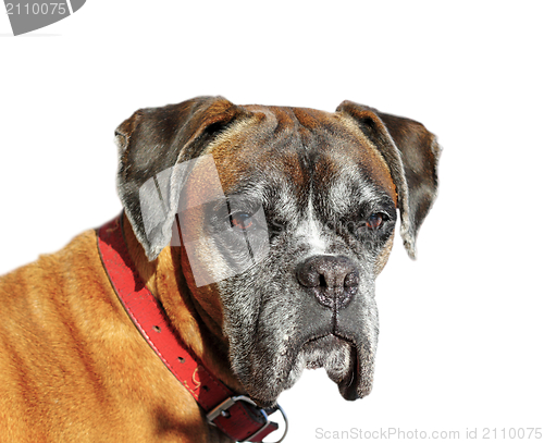 Image of portrait of a dog