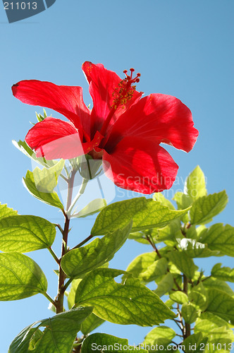 Image of Flower and blue sky