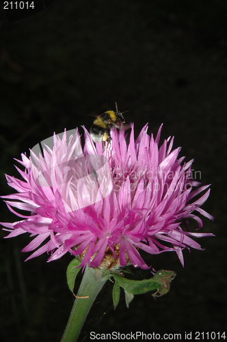 Image of Flower over black