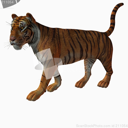 Image of Tiger