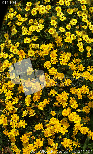 Image of Yellow Flowers