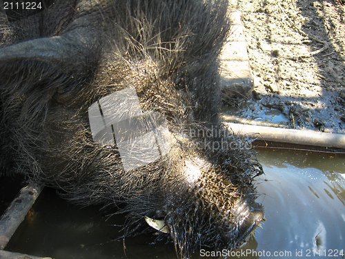 Image of ugly muzzle of a pig on a farm