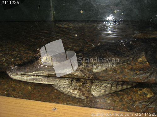 Image of The small crocodile behind glass in a zoo