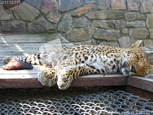 Image of The sleeping leopard and piece of meat near it