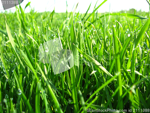 Image of high green grass with drops of dew