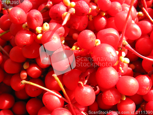 Image of The harvest of red schizandra