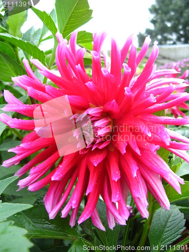 Image of a beautiful flower of red Dahlia