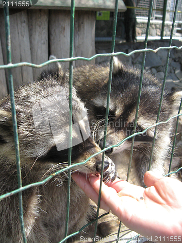 Image of Raccoon with asking paw behind a bar