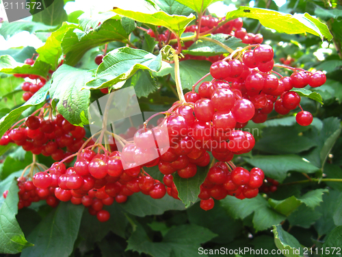 Image of Clusters of a red ripe guelder-rose