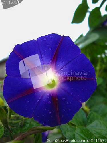 Image of beautiful flower of ipomoea