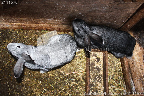 Image of pair of grey rabbits in the cell