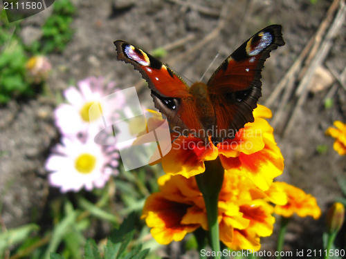 Image of The  butterfly of peacock eye on the aster