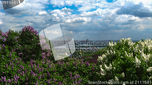 Image of Fine bushes of a lilac in Kiev botanical garden