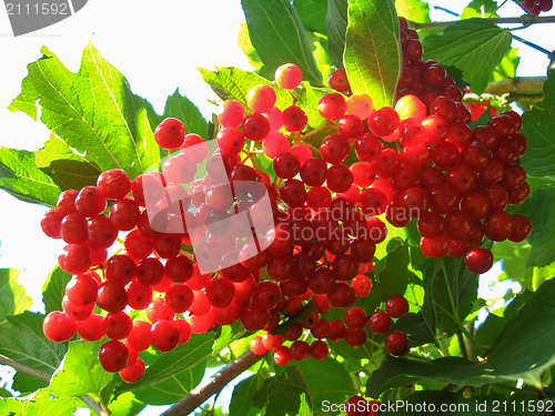 Image of Clusters of a red ripe guelder-rose