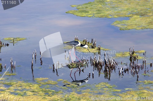 Image of Black Winged Stilt