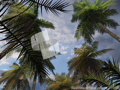 Image of Palm