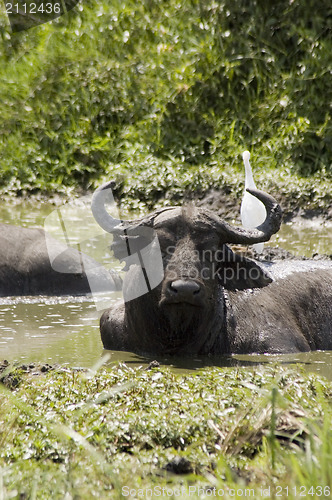 Image of Buffalo