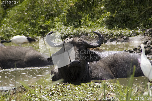 Image of Buffalo