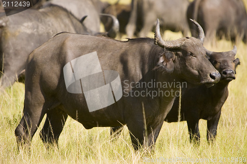 Image of Buffalo