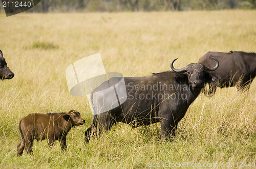 Image of Buffalo with calf