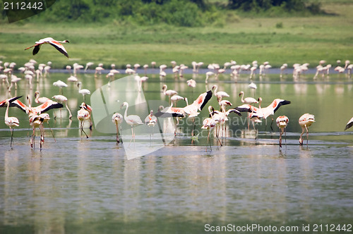 Image of Lesser flamingo's