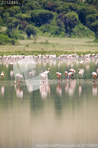 Image of Lesser flamingo's