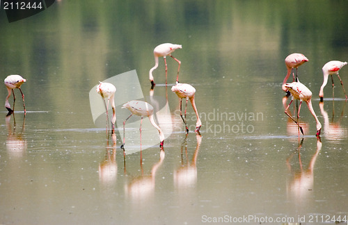 Image of Lesser flamingo's