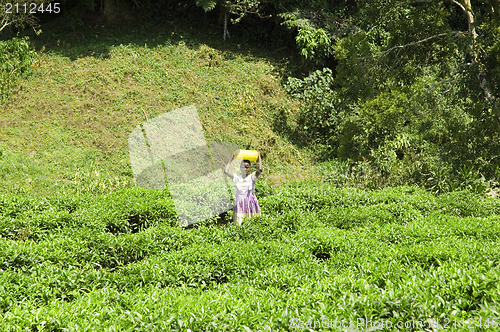 Image of Working on a tea plantation