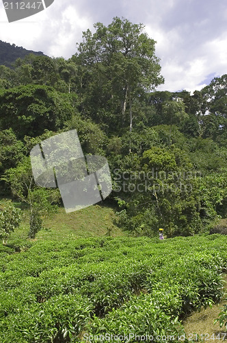 Image of Working on a tea plantation