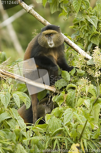 Image of Golden monkey