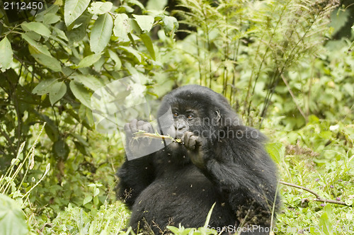 Image of Mountain gorilla