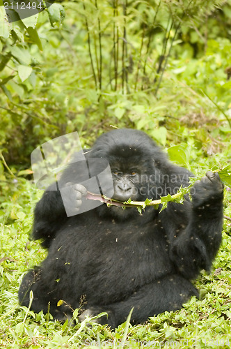 Image of Gorilla