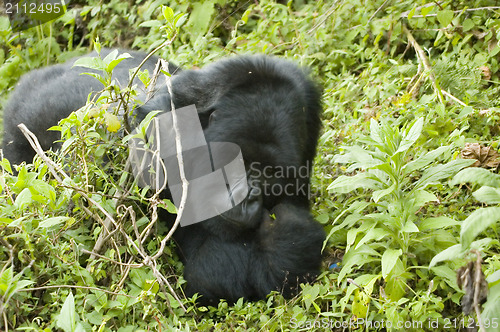 Image of Gorilla