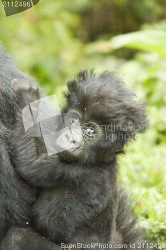 Image of Baby gorilla