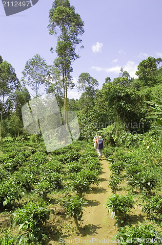 Image of Tea plantation