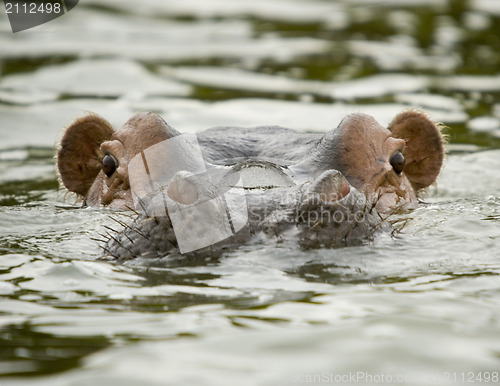 Image of Hippo