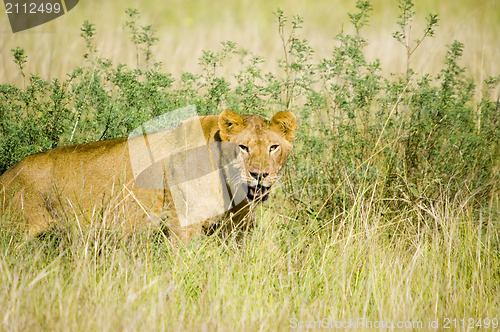 Image of Lioness