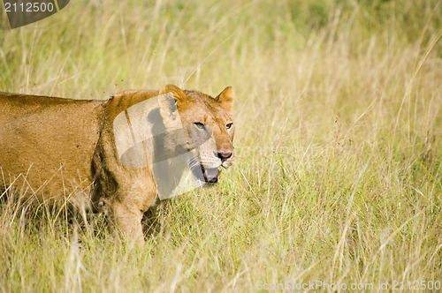 Image of Lioness