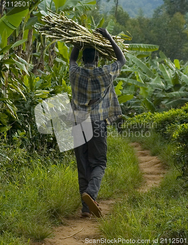 Image of Man carrying wood