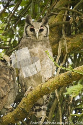Image of Verreaux's Eagle Owl