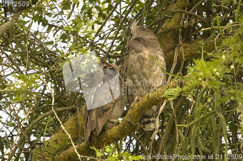 Image of Verreaux's Eagle Owl