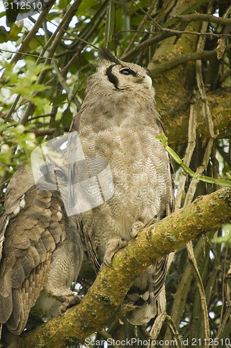 Image of Verreaux's Eagle Owl