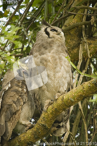Image of Verreaux's Eagle Owl