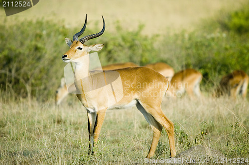 Image of Uganda kob