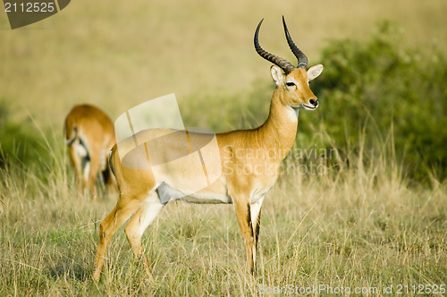 Image of Uganda kob