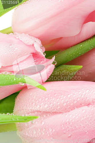 Image of Pink Tulips