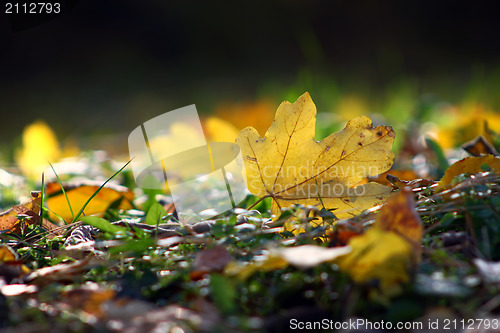 Image of Leaf on ground