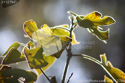 Image of Leaf on plant