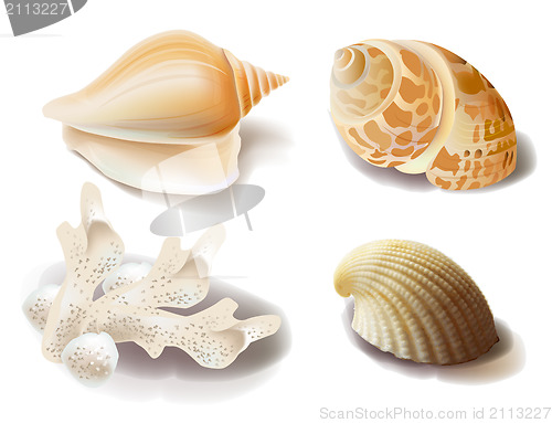 Image of set of seashells and coral